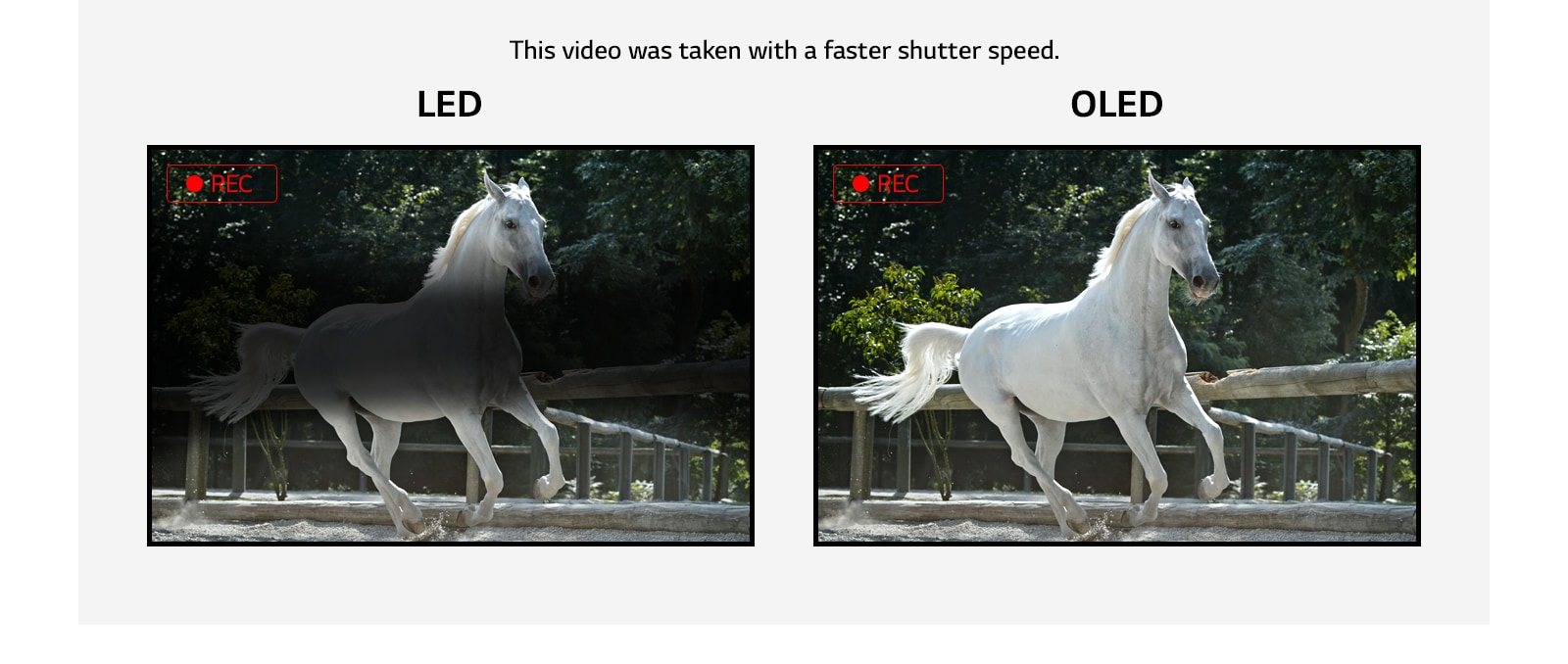 Comparison of flicker on LED display which show a flicker and OLED display which is flicker-free while showing a video of a running white horse. (play the video)